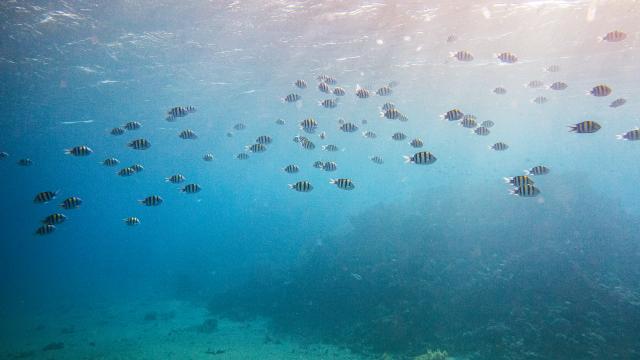 Snorkel in the Red Sea