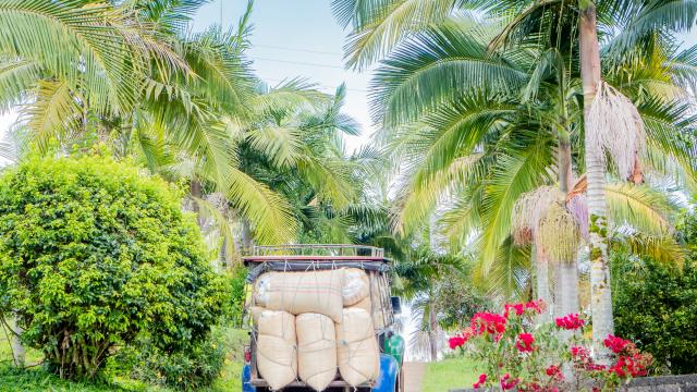 EXPERIENCE A COFFEE FARM TOUR