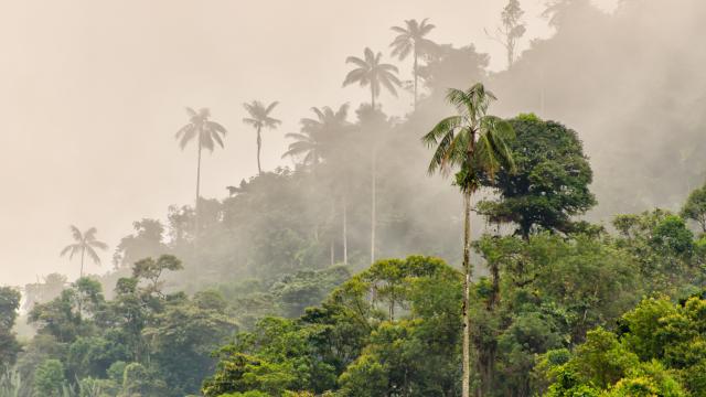 Explore Andean cloud forests