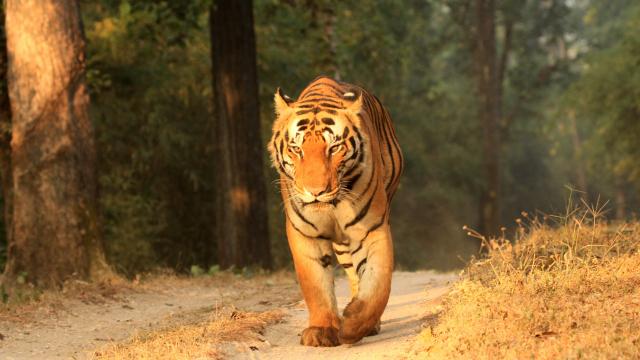 Go in search of tigers