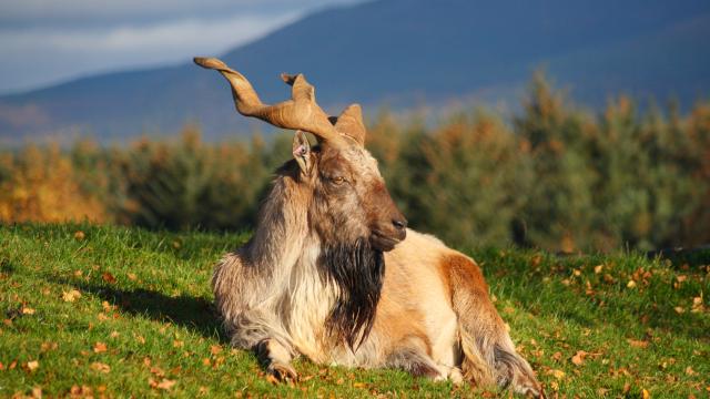 Go in search of wildlife