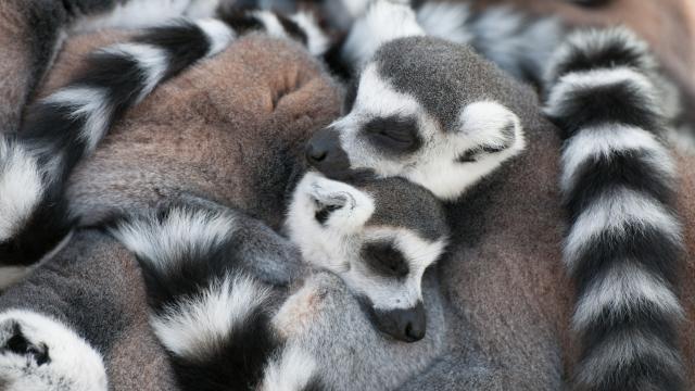 Track a variety of lemurs