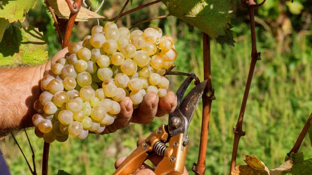 Help with the annual grape harvest