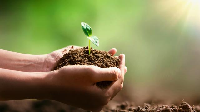 Plant a cedar tree