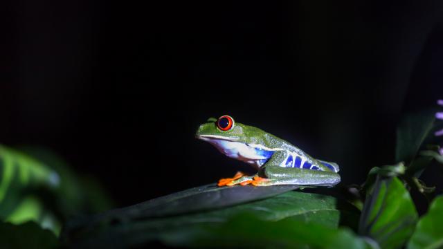 Walk in Monteverde Reserve at night