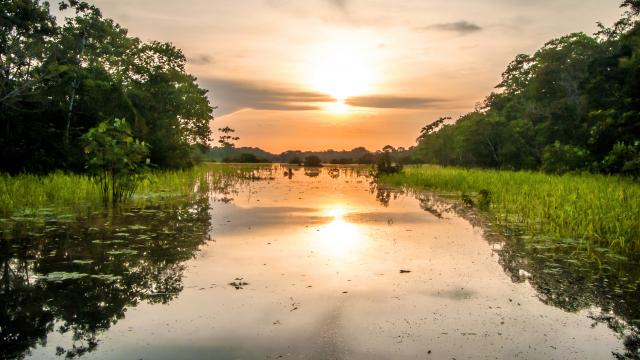 Travel through the Amazon at night