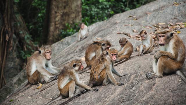 Visit the Primate Centre