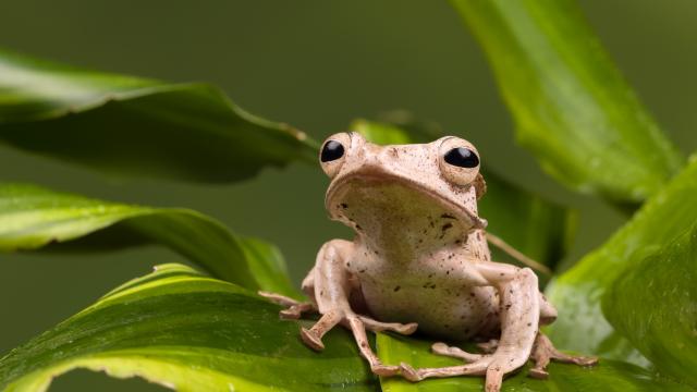Explore the Tabin Nature Reserve