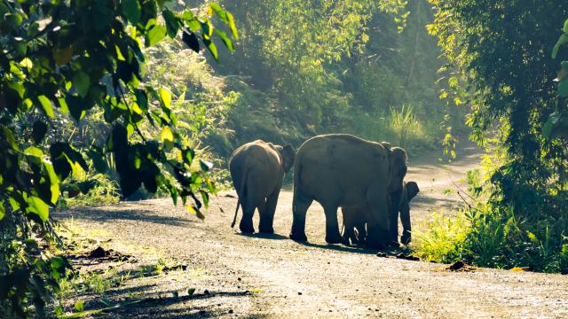 Spot wildlife on a jungle trek