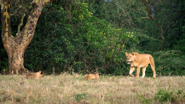 Try to spot the ‘Big Five’