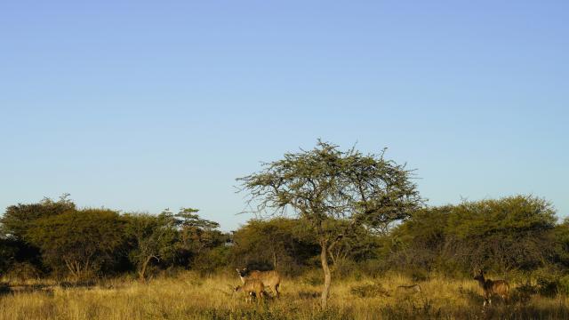 Walk through the Okonjima plains