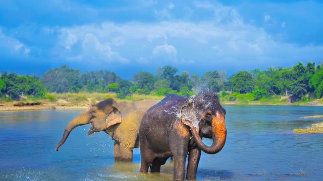 Go on a wildlife safari in Chitwan