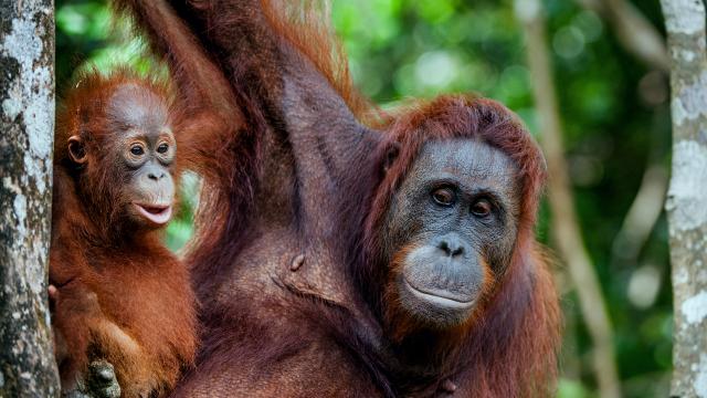 Visit the Orangutan Rehab Centre