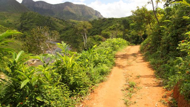 Take a Madagascan safari