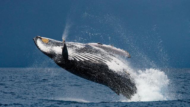 Go whale watching