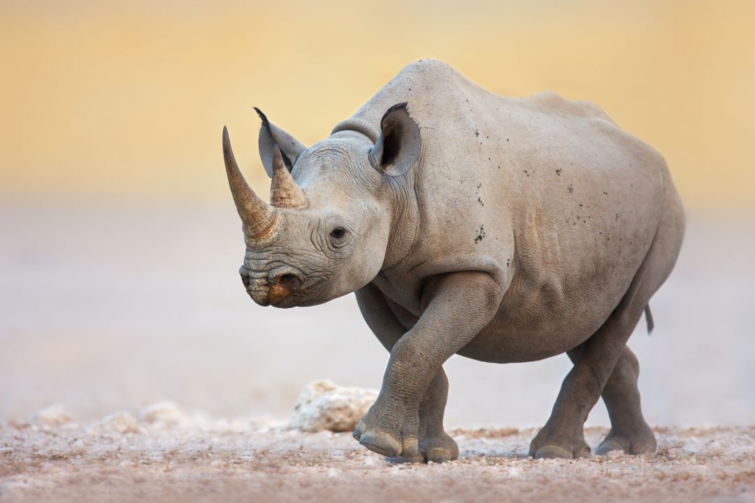 Black rhinoceros walking on salty plains of Etosha