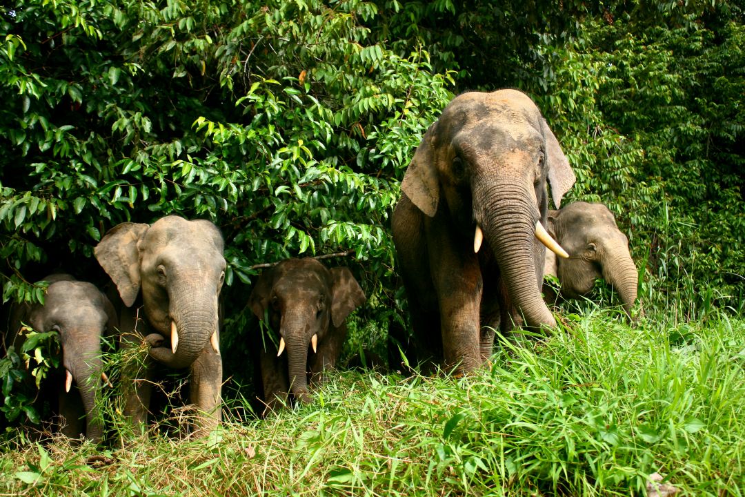 Malaysia & Borneo