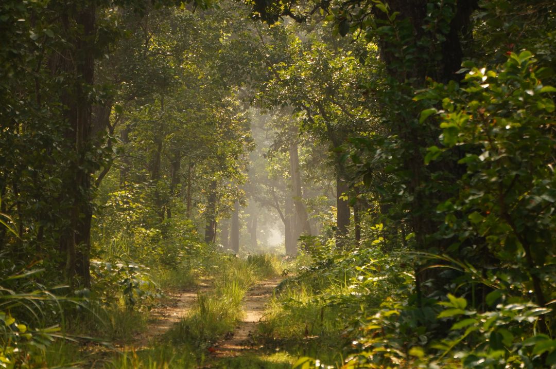 Suklaphanta National Park