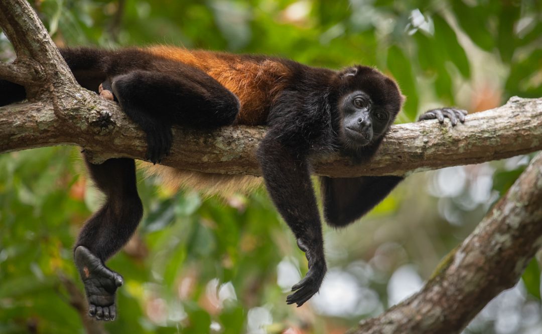 Costa Rica