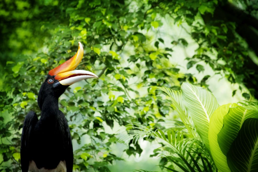 Malaysia & Borneo