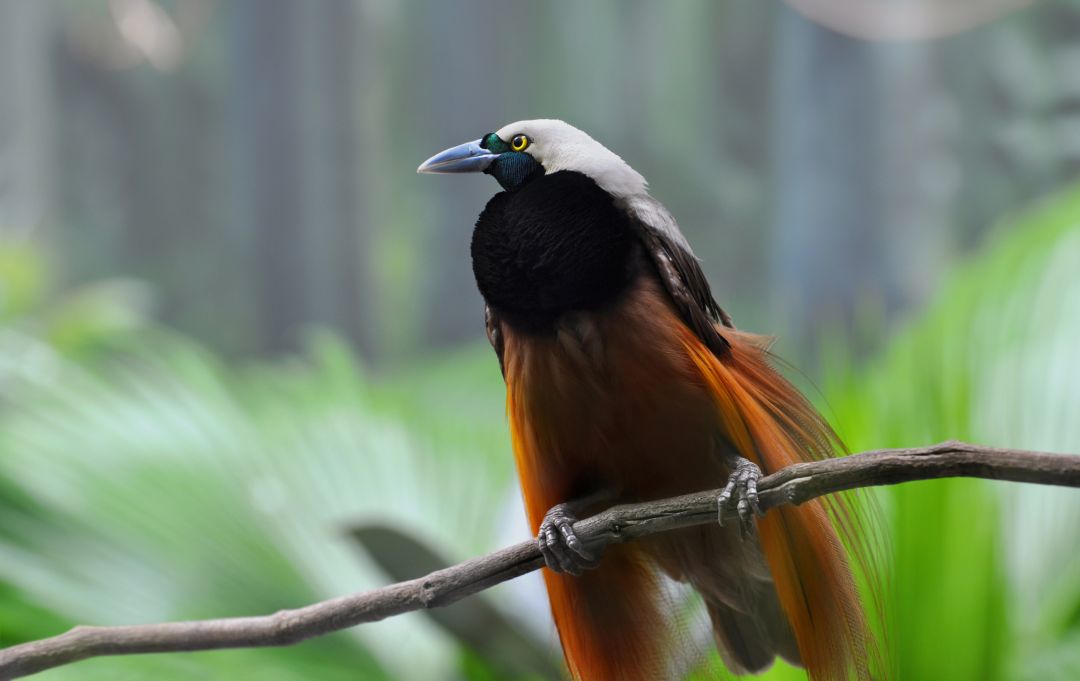 Papua New Guinea