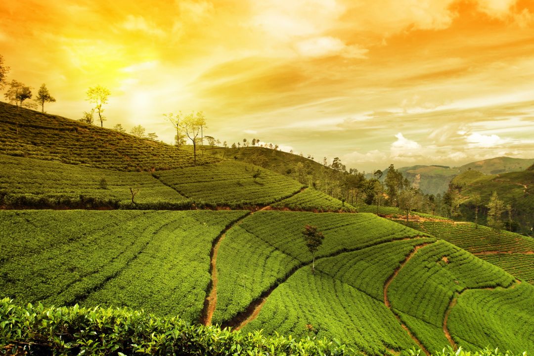 Assam