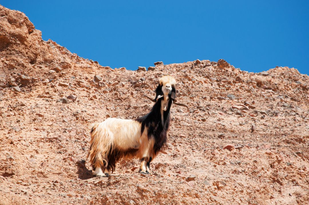 Dana Nature Reserve