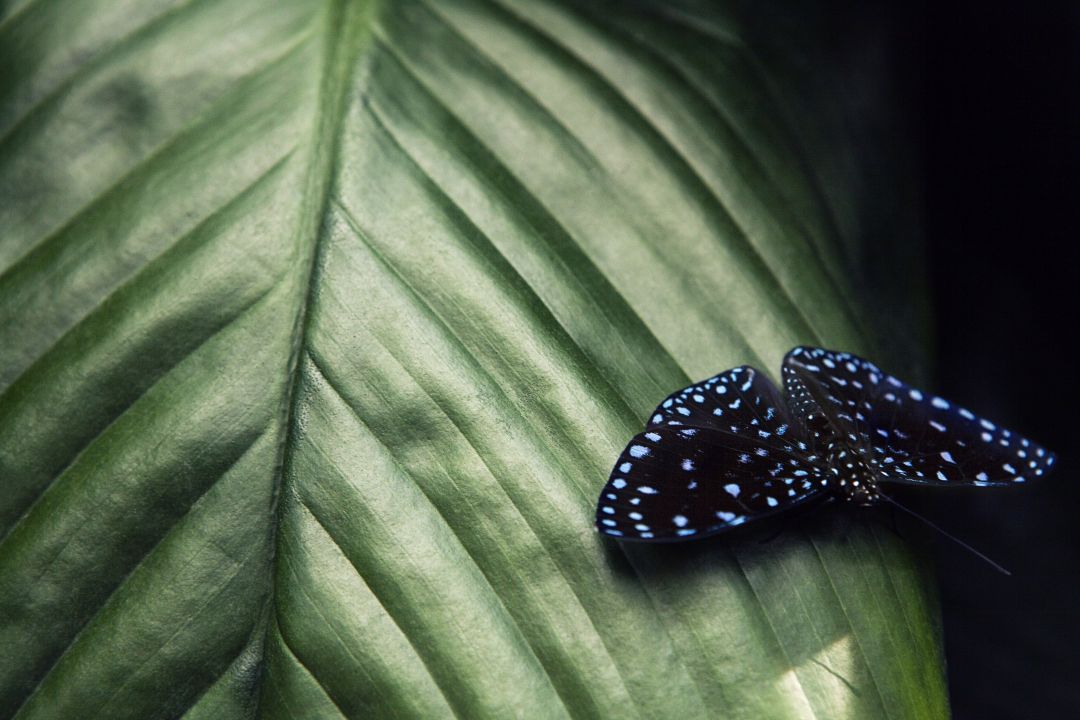 Malaysia & Borneo