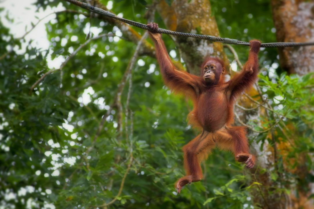 Malaysia & Borneo