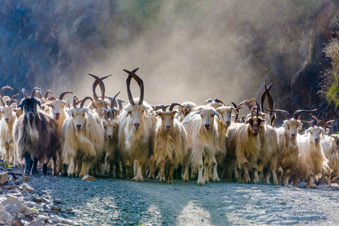 Tusheti