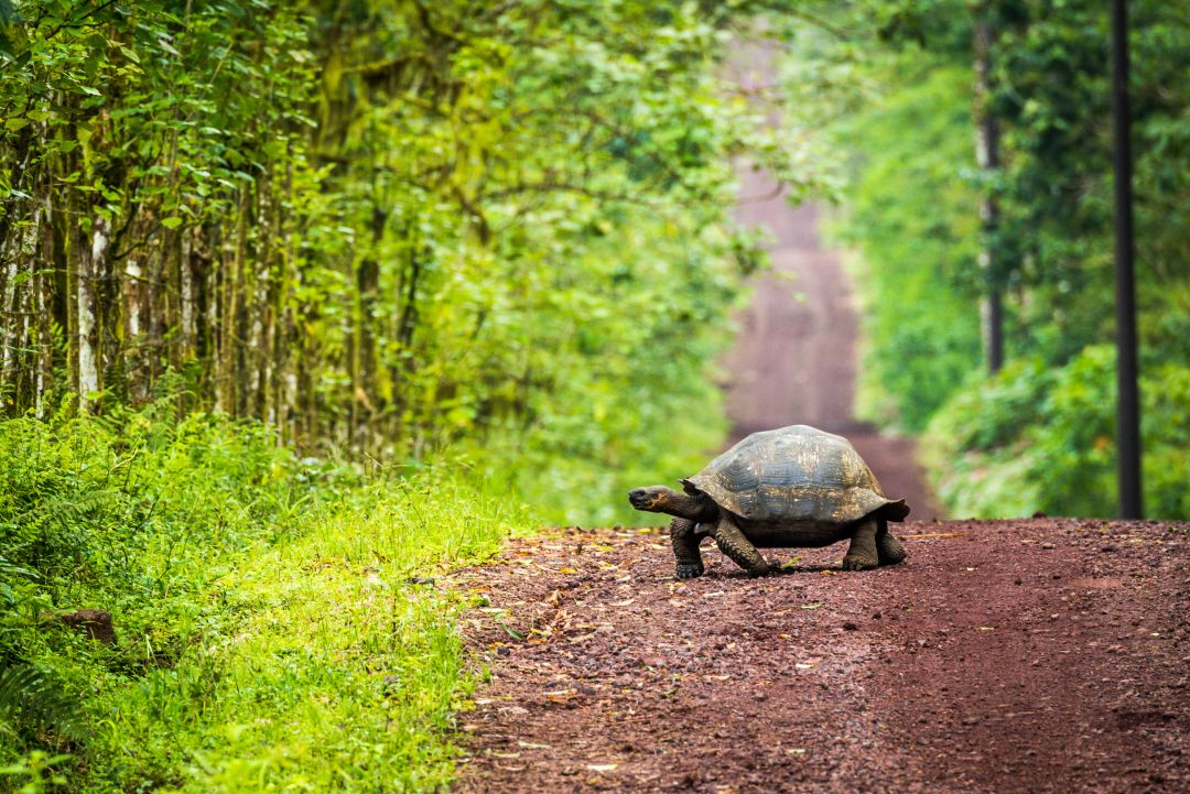 Galapagos Islands (Cruise)