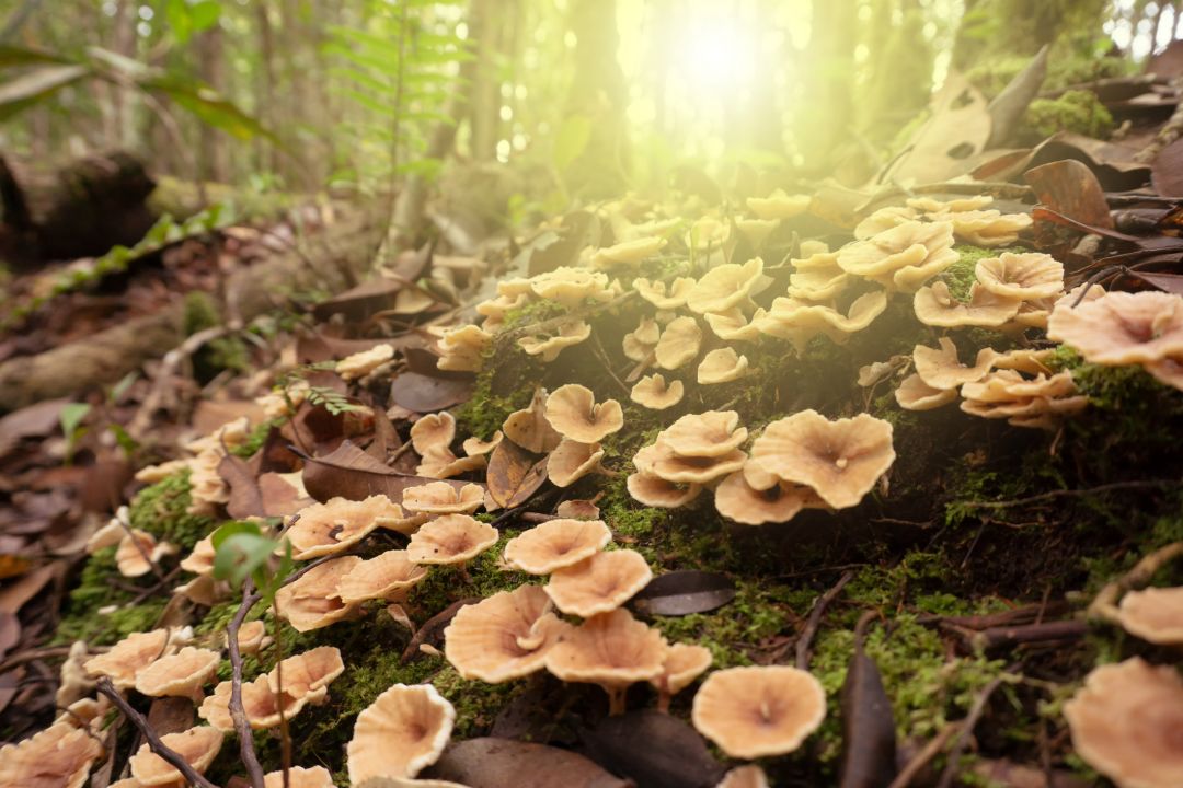Maliau Basin Conservation Area