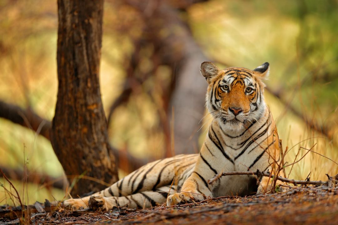 Ranthambore