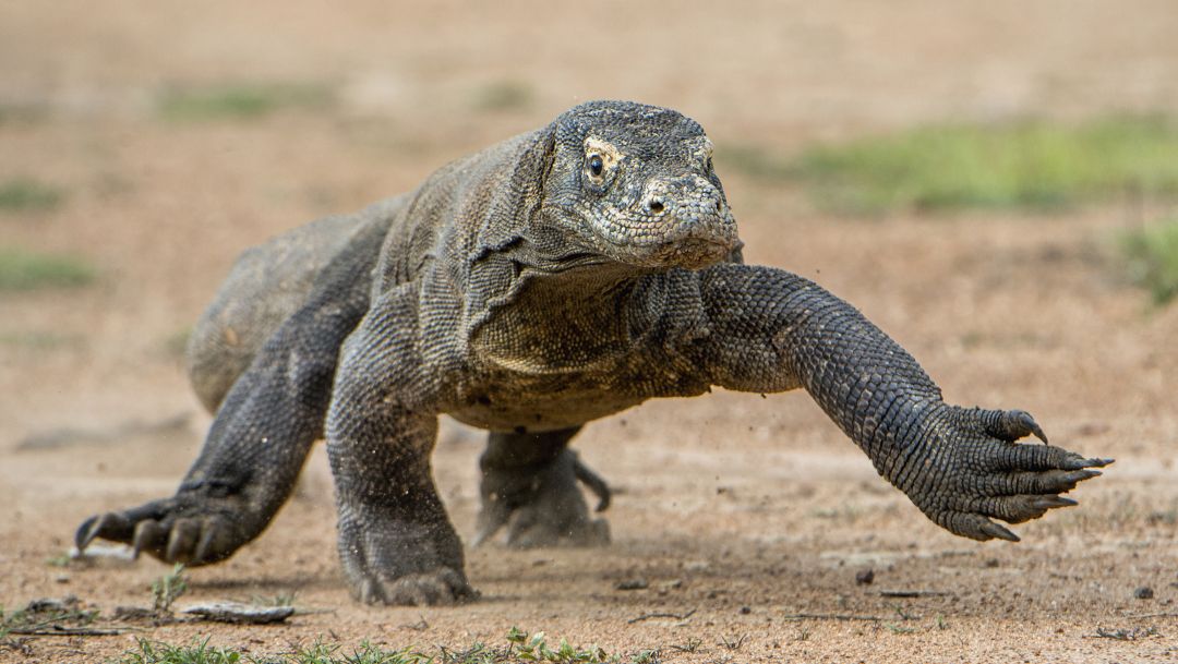 Komodo National Park
