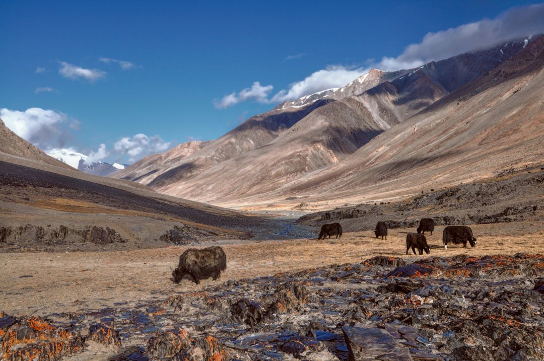 Pamirs