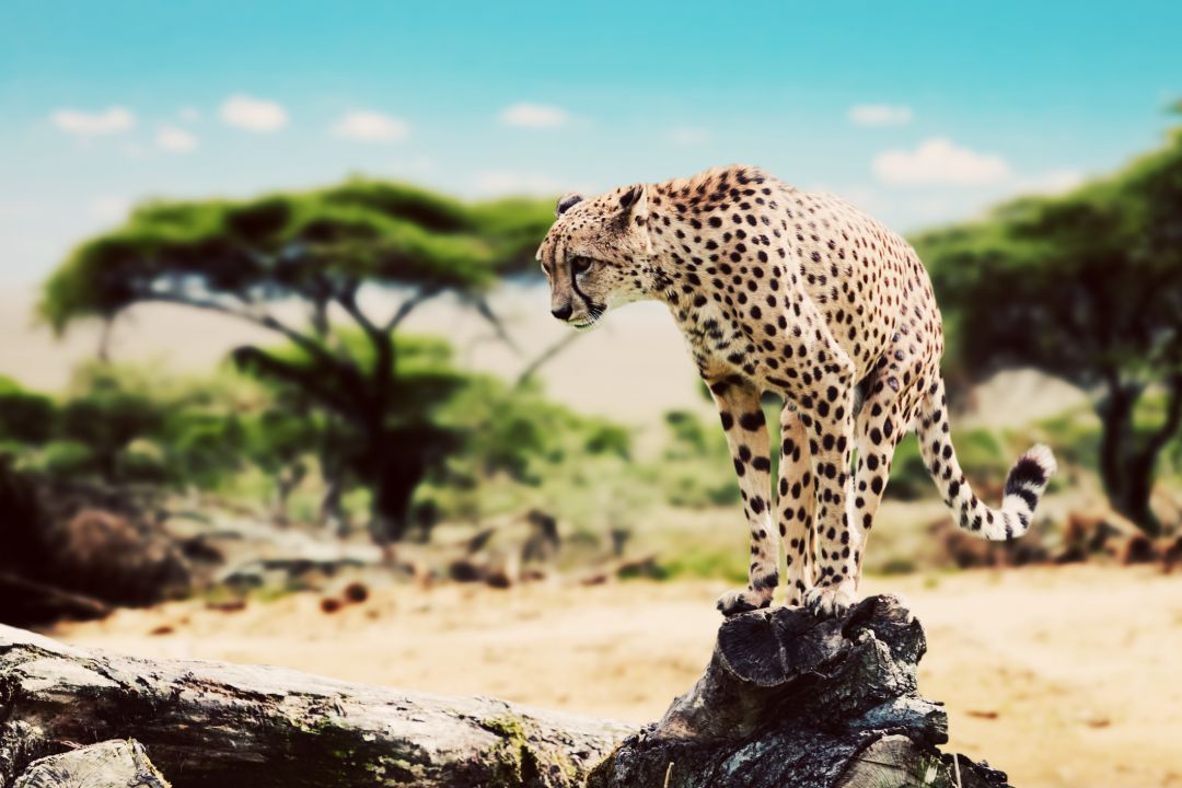 Serengeti Central