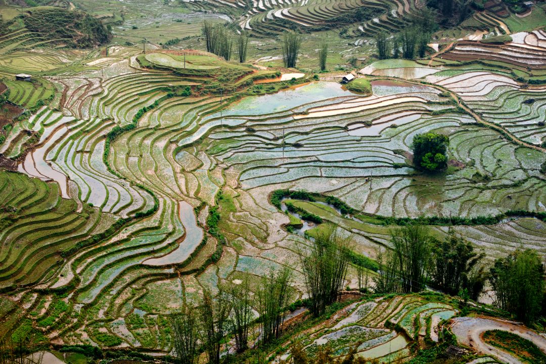 Sapa