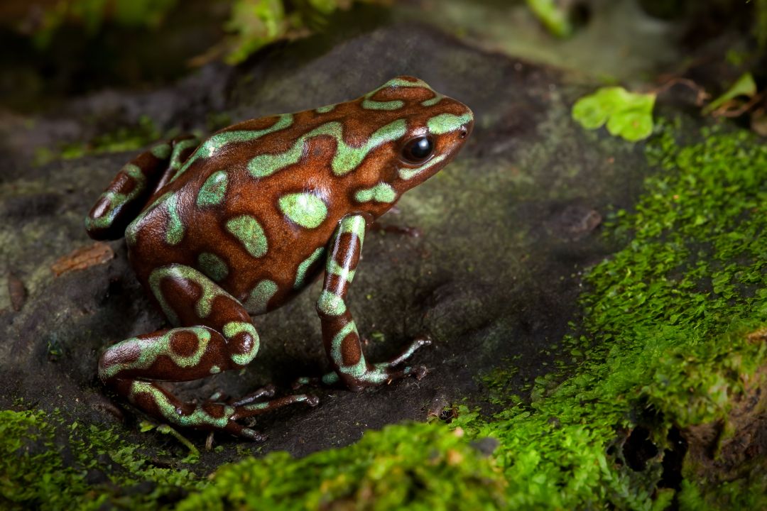Panama