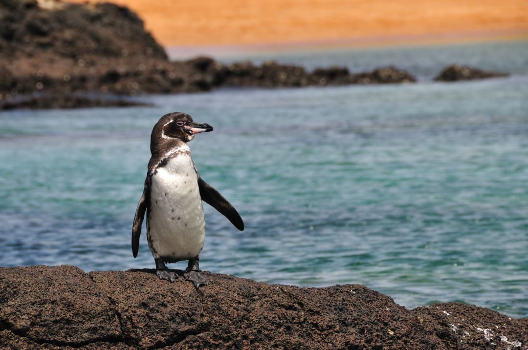 Galapagos Islands (Cruise)