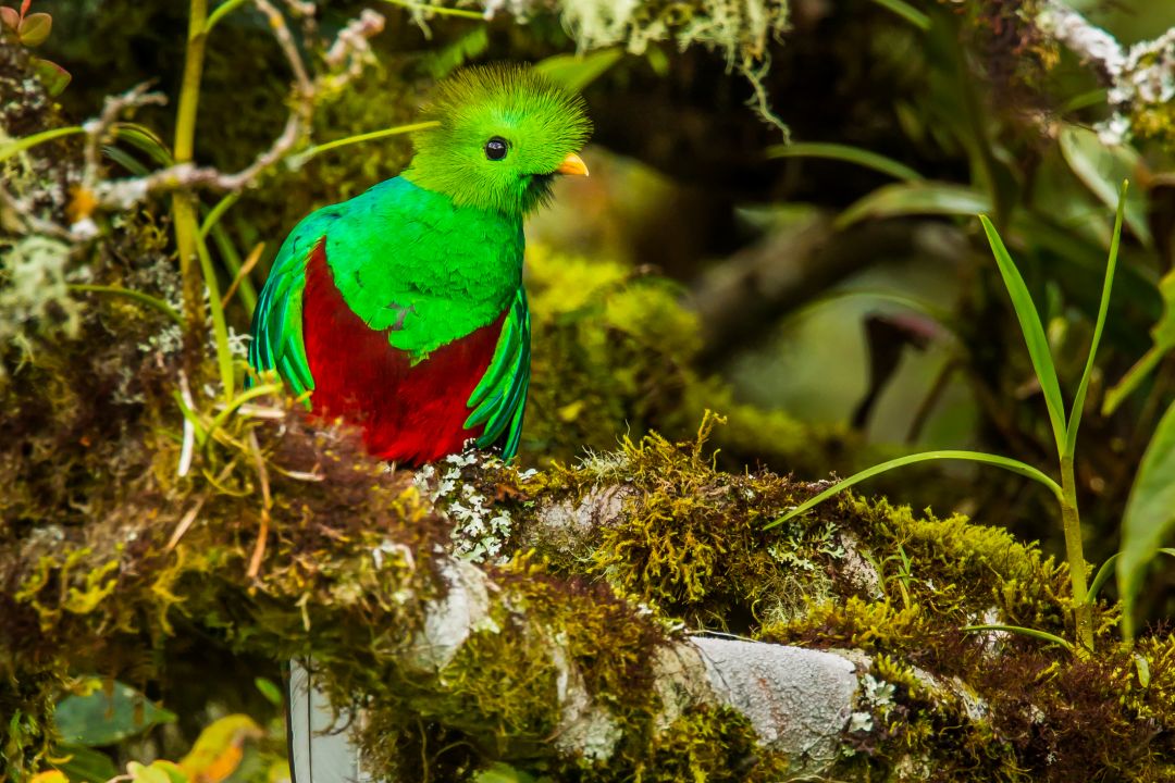 Nicaragua