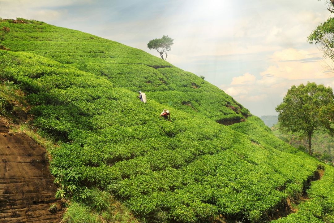 Darjeeling