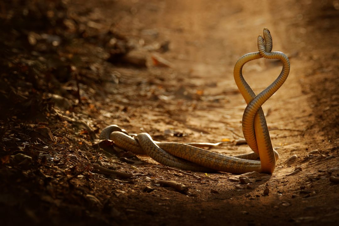 Ranthambore
