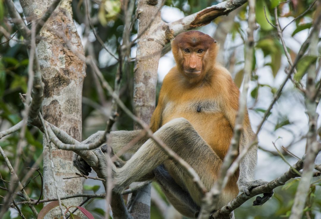 Malaysia & Borneo