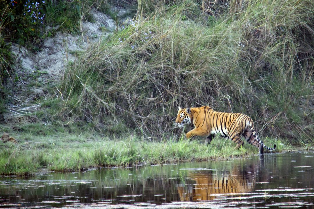 Bardia National Park