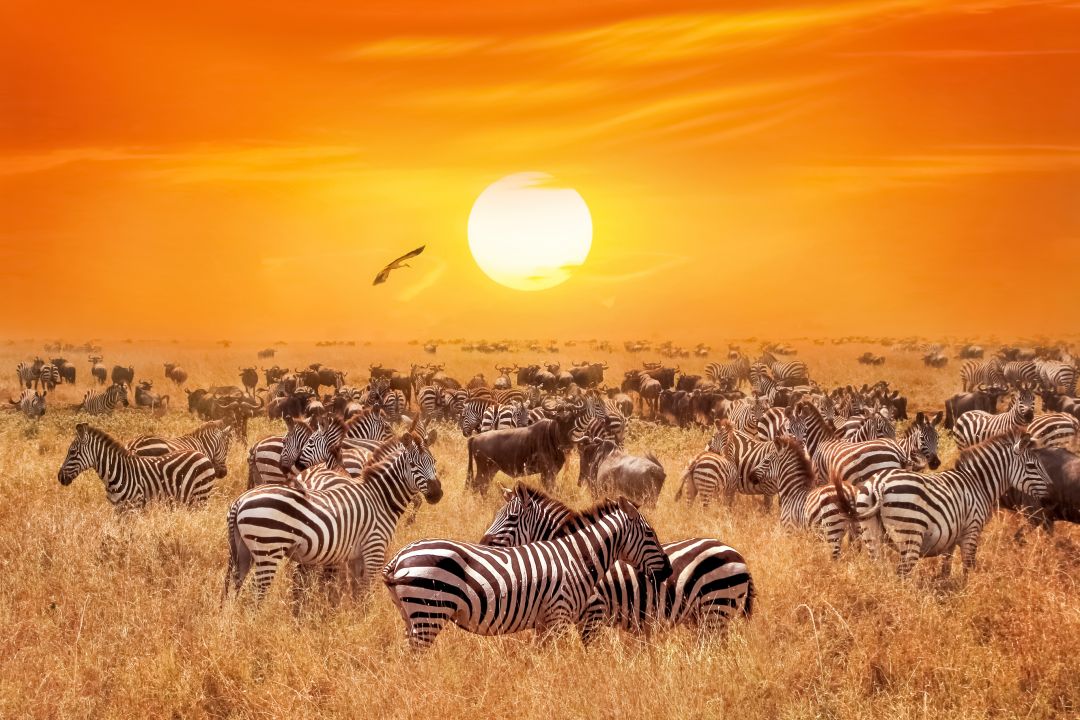 Tanzania