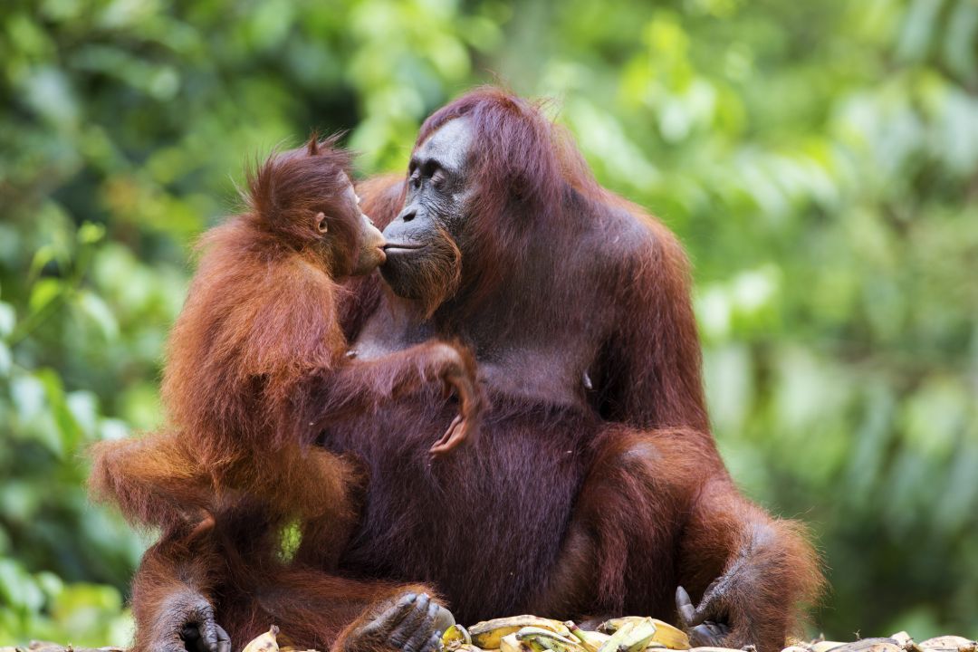 Malaysia & Borneo