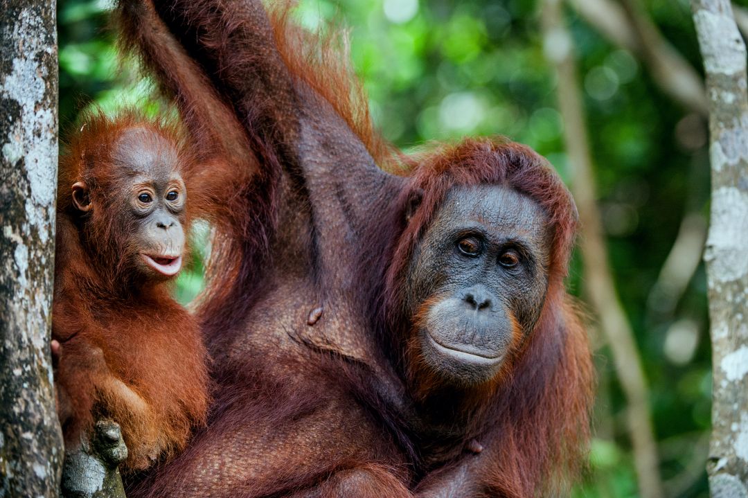 Malaysia & Borneo
