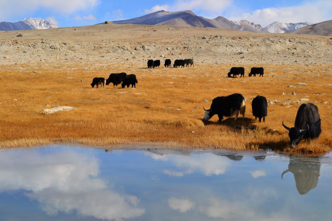 Pamirs