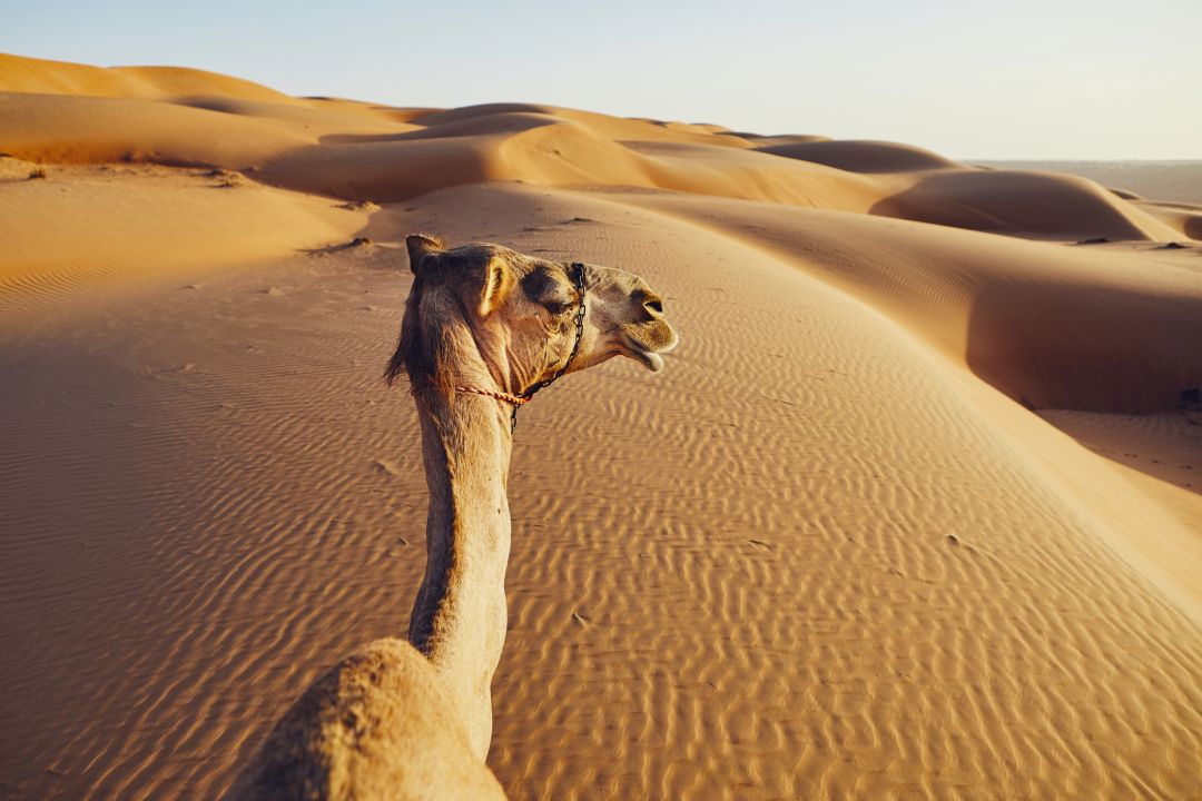 Wahiba Sands