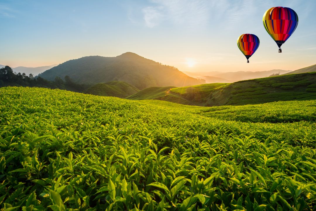 Cameron Highlands